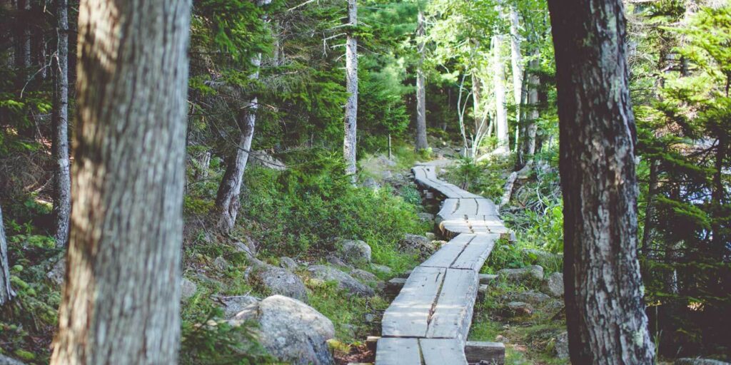 woodland boardwalk makes for easy travel.  