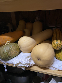 winter squash in the pantry