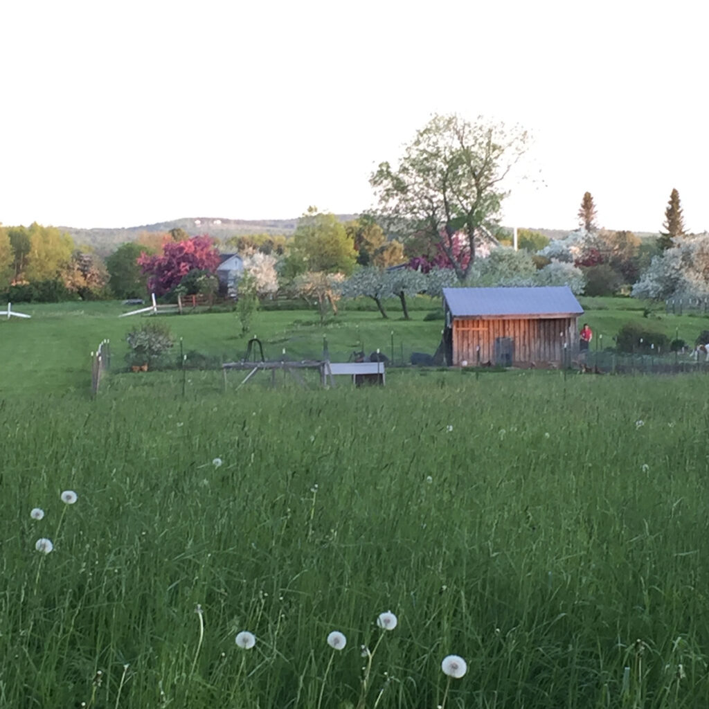 my little homestead in the spring