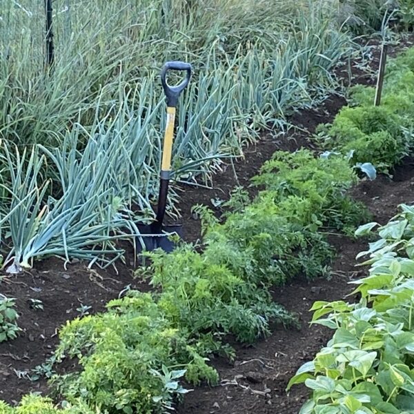 Planning The Garden: where do I start?