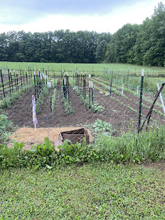 Garden in Maine in Mid-June with vegetable plants just coming up