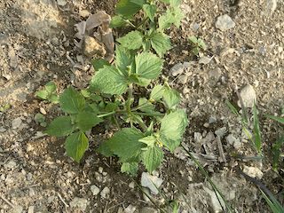 Quick Weed pops up quickly and can take over the garden.  It will be your friend in any recipe.