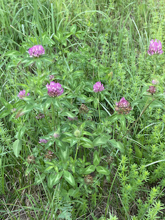 Red clover