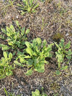 Sheep sorrel is packed with vitamin C