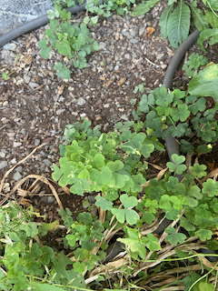 Wood sorrel tastes like lemon and is a good garden weed. 