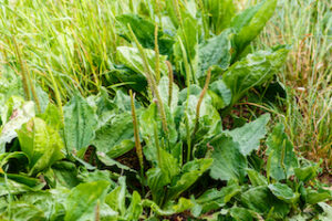 Plantain flowering plant with green leaf. Plantago major leaves and flowers (broadleaf plantain, white man's foot or greater plantain)