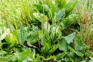 Common plantain weed is good to eat or use on cuts. 