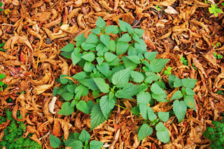 Stinging nettles are your prickly friend.  A good garden weed once cooked. 