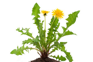 Dandelion; a good garden weed