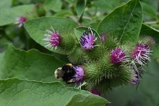 Burdock a weed to eat or use medicinally