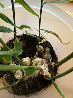 Grow your own ginger in the house.  Plant it by nestling it into the soil. 