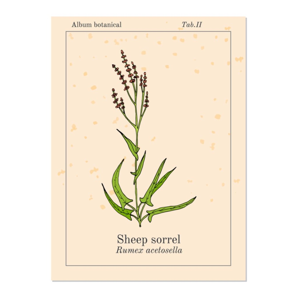 Sheep sorrel