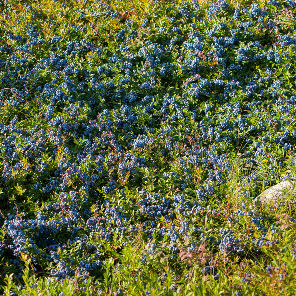 Wild Blueberries make the best pie