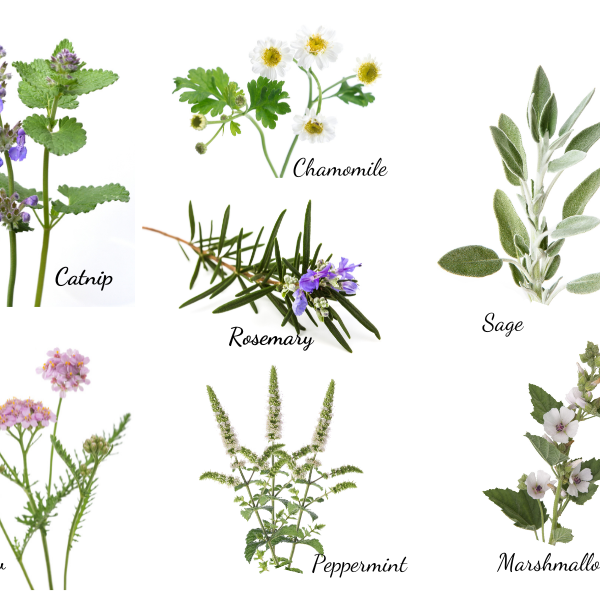 7 EASY HERBS TO GROW FOR HEALTH