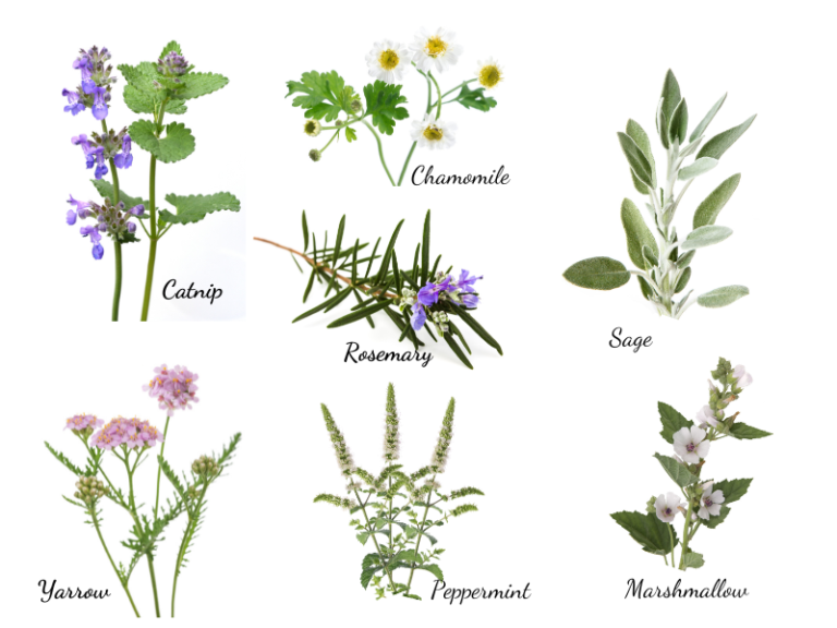 7 EASY HERBS TO GROW FOR HEALTH