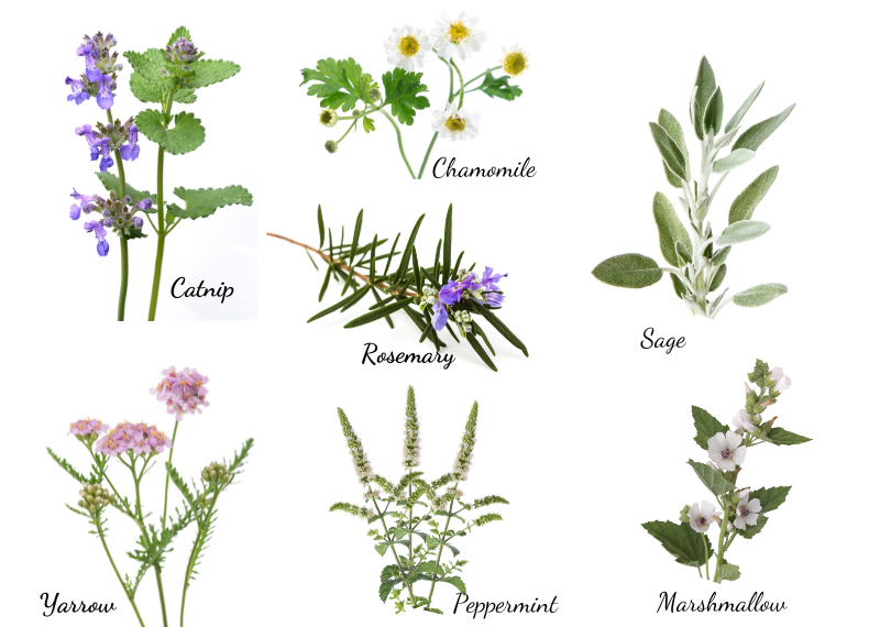 7 EASY HERBS TO GROW FOR HEALTH