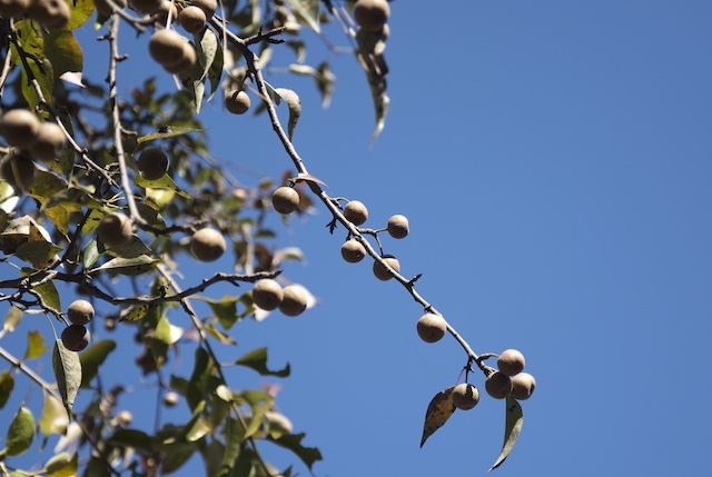 Soapberry tree branch