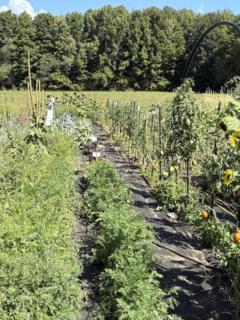 The garden flourishing even in a dry summer