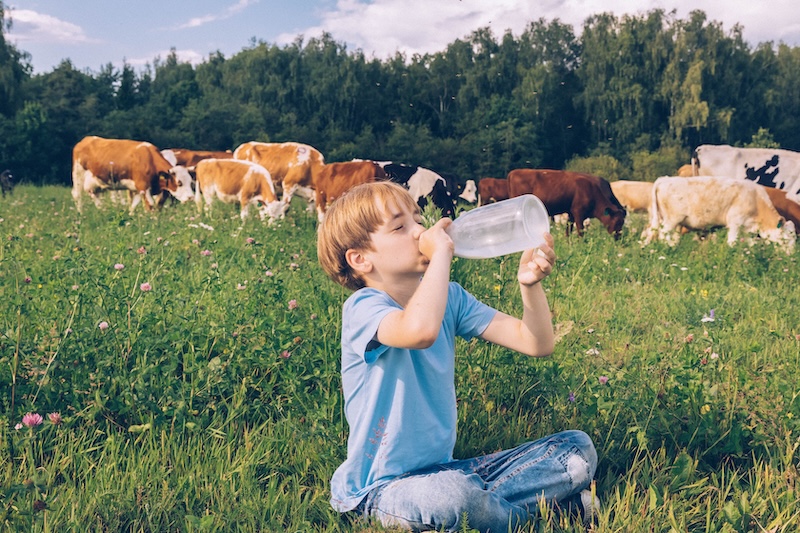 Boy drinking milk with cows in pasture