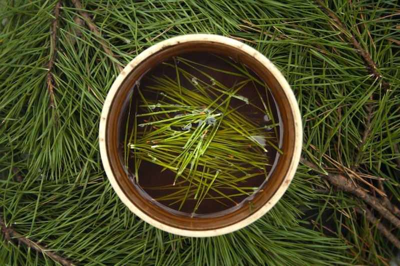 Pine needle tea steeping in a ceramic mug surrounded by fresh pine branches