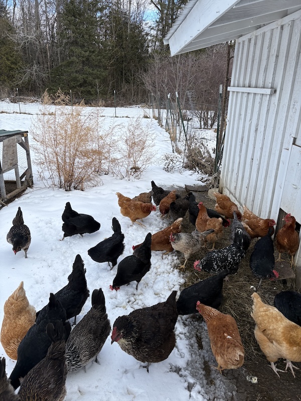 Flock of hens in the snow